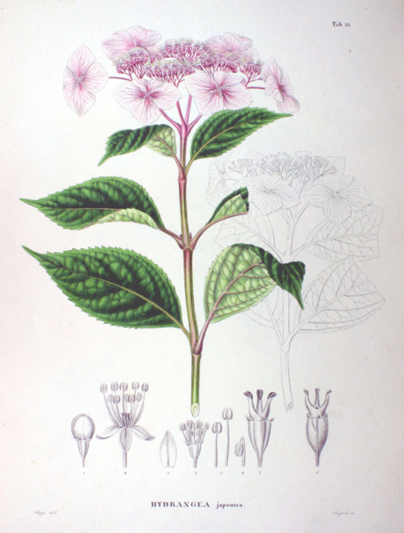 Fil:Hydrangea macrophylla SZ53.png