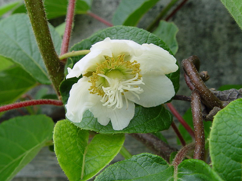 Fil:Kiwi-Flower, male.jpg