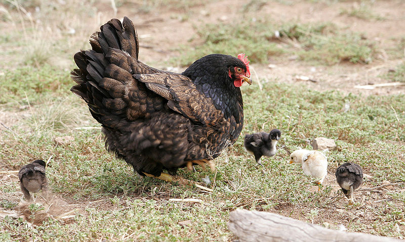 Fil:Mother hen with chicks02.jpg
