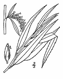 Salix-xpendulina(01).jpg