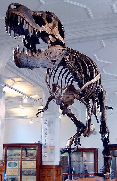 Fil:Stan the Trex at Manchester Museum.jpg