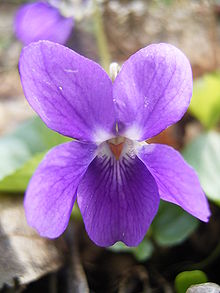 Luktviol (Viola odorata)