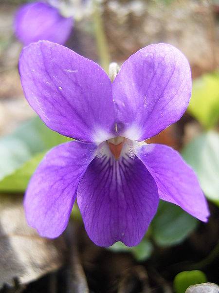 Fil:Viola-odorata-closeup.jpg