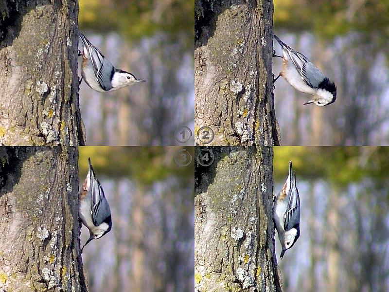 Fil:White-Breasted Nuthatch Lunch.jpg