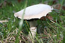 Agaricus campestris 051011A.JPG