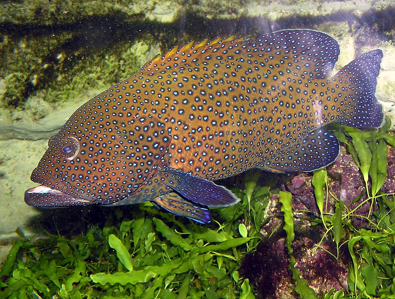 Fil:Blue-spotted.grouper.arp.jpg