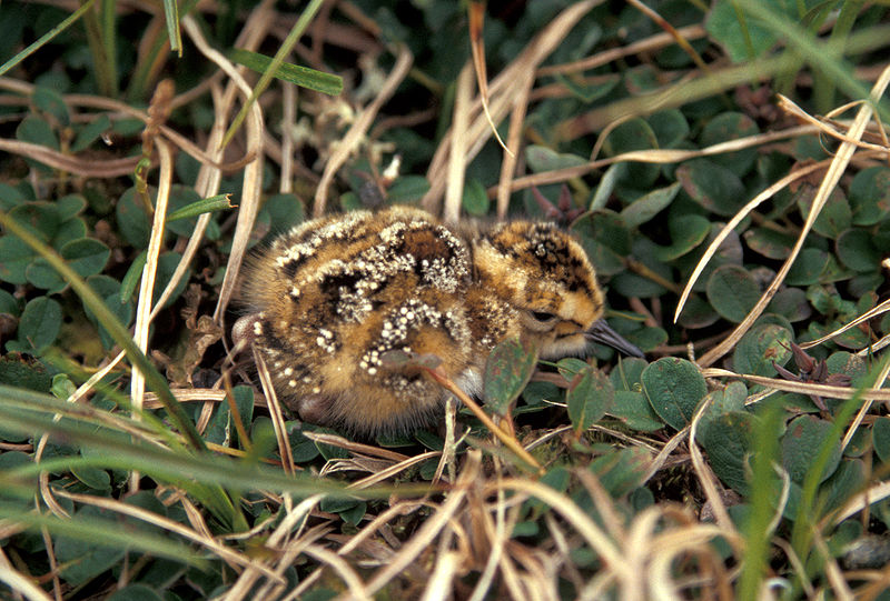 Fil:Calidris ptilocnemis7.jpg