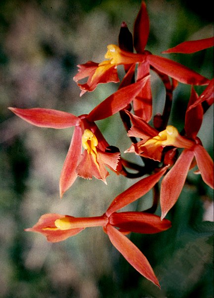 Fil:Epidendrum schomburgkii - 1.jpg