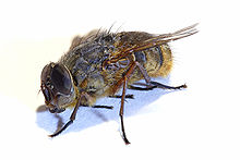 Husfluga (Musca domestica)