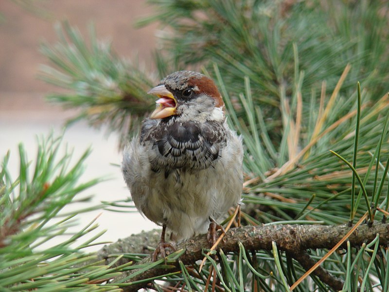 Fil:House Sparrow-Mindaugas Urbonas-7.jpg