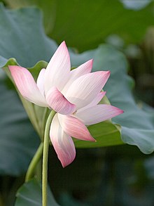 Indisk lotus (N. nucifera)