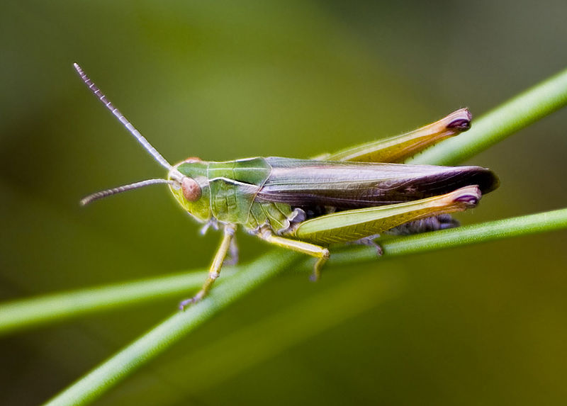 Fil:Omocestus Viridulus Male.jpg