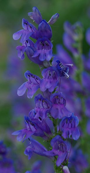 Fil:Penstemon strictus flowers1.jpg