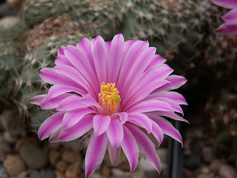 Fil:Echinocereus amoenus PICT2032.JPG