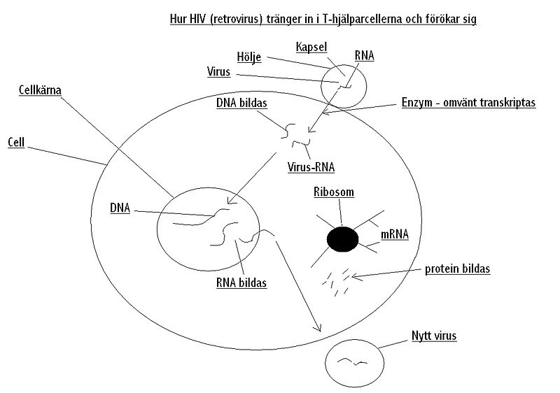 Fil:Hur HIV (retrovirus) tränger in i T-hjälparcellerna och förökar sig.JPG