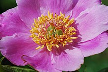 Paeonia vetchii fleur.jpg