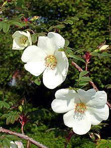 Rosa sericea omeiensis1UME.jpg