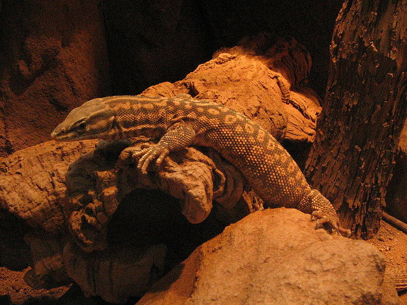 Fil:Stachelschwanzwaran Varanus acanthurus.jpg