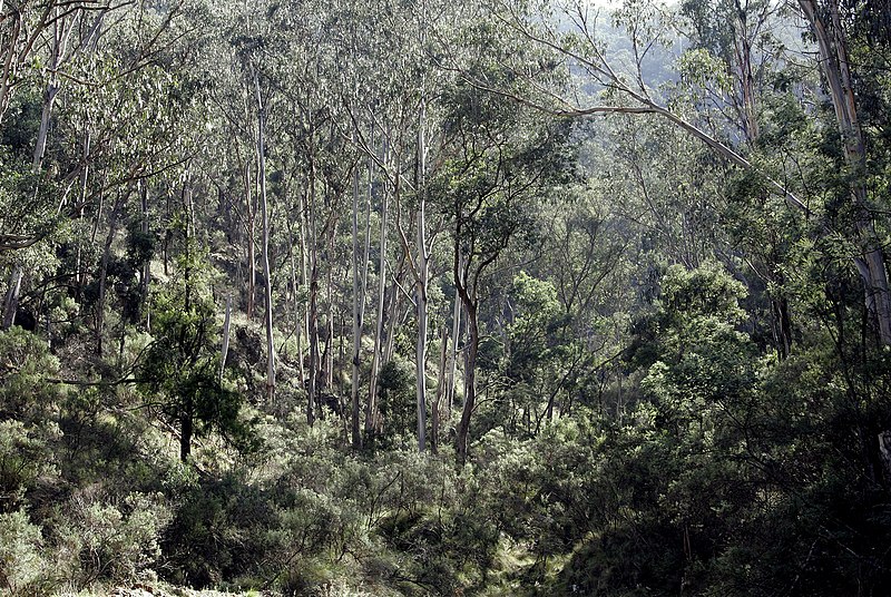 Fil:Australian bush02.jpg
