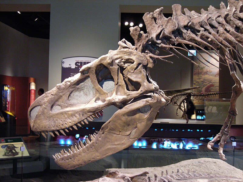 Fil:Daspletosaurus FMNH.jpg