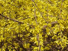 Kinesisk forsythia (Forsythia viridissima)