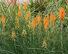 Kniphofia triangularis02.jpg