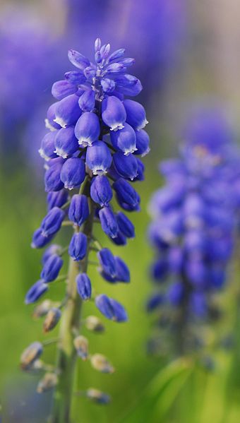 Fil:Muscari2.jpg