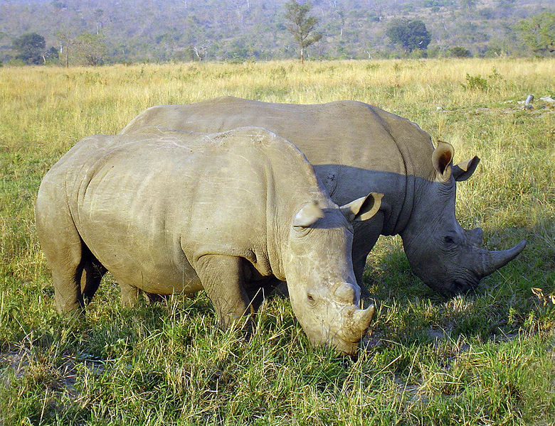 Fil:Rhinoceros in South Africa adjusted.jpg