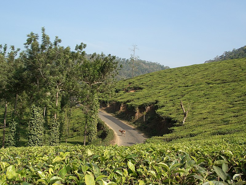Fil:Tea plantation with road and trees.jpg