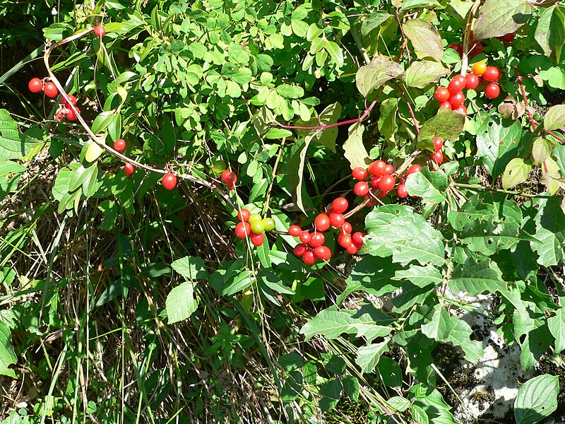 Fil:Bryonia dioica Berries.JPG