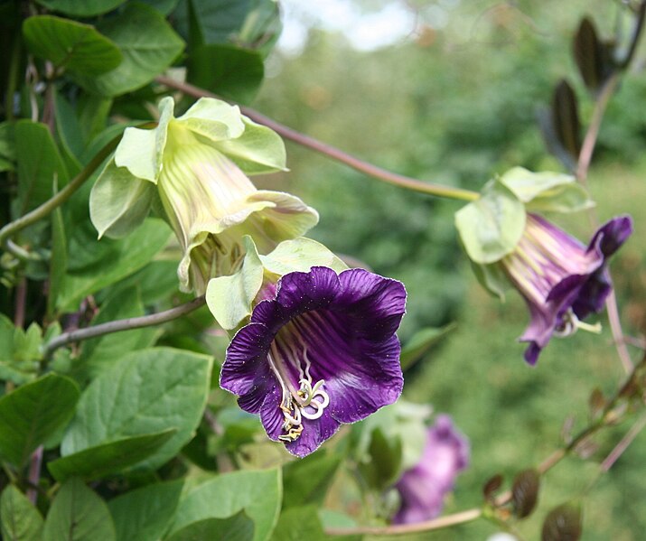 Fil:Cobaea scandens 03.jpg