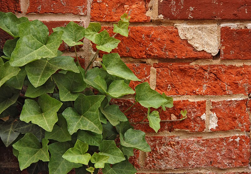 Fil:English Ivy Hedera helix Red Brick Wall 2892px.jpg