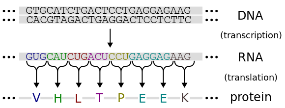 Fil:Genetic code.svg