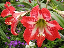 Hippeastrum 'Baby Star'