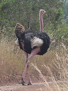 Masajstruts (S. c. massaicus) i Nairobi National Park i Kenya. Notera den rosaröda färgen på lår och hals.