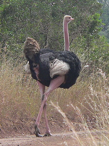 Fil:Masai ostrich.jpg