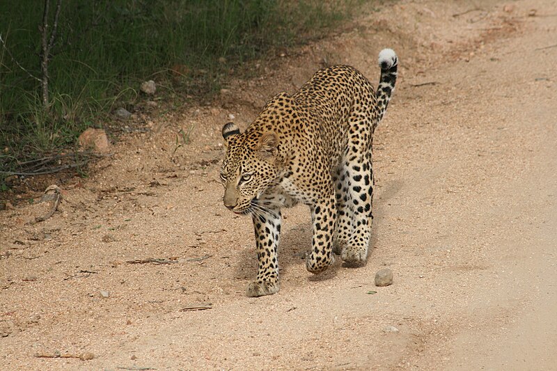 Fil:Walking leopard.jpg