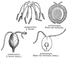 Achatocarpaceae