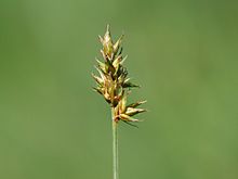Carex pairaei.jpeg