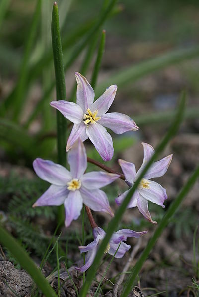 Fil:Chionodoxa luciliae.JPG