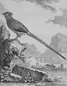 Illustration av blånackad musfågel (Urocolius macrourus) av den franske naturalisten Georges-Louis Leclerc, greve av Buffon.