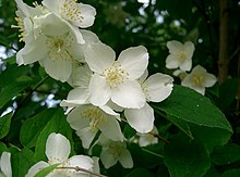 Philadelphus satsumi2.jpg