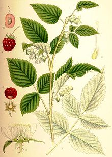 Rubus idaeus hallon.jpg
