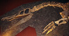 Baryonyx, delar av djurets skelett