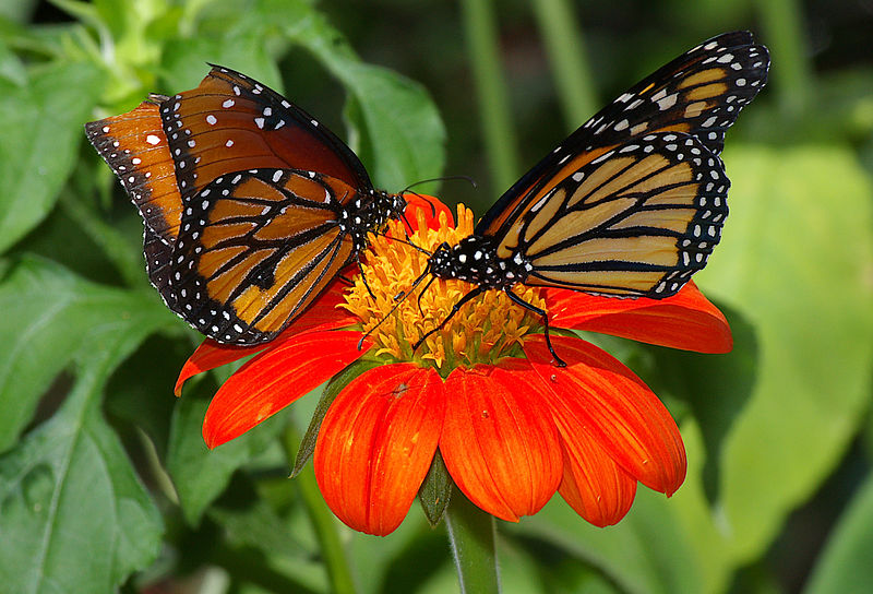 Fil:Butterflies UFmuseum.jpg