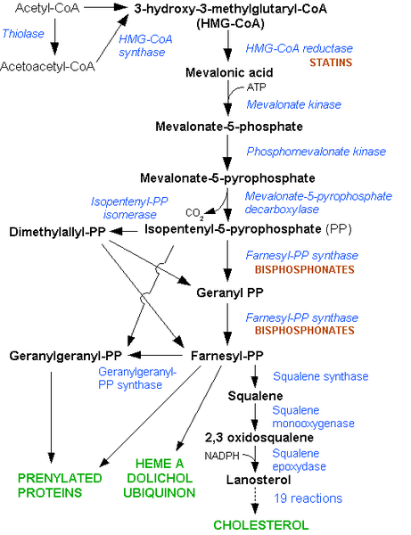 Fil:HMG-CoA reductase pathway.png