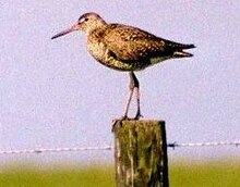 HudsonianGodwit23.jpg