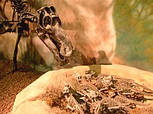 Maiasaura med ungar, vid Wyoming Dinosaur Center