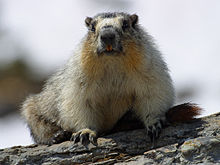 arten gulbukigt murmeldjur Marmota flaviventris