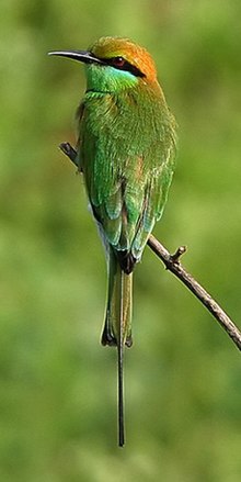 Grön dvärgbiätare (Merops orientalis)
